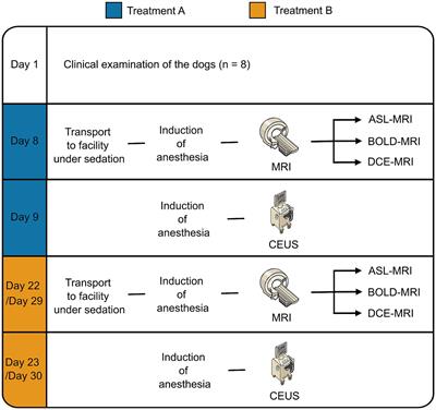 Assessment of pharmacologically induced changes in canine kidney function by multiparametric magnetic resonance imaging and contrast enhanced ultrasound
